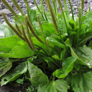 Природная польза подорожника и его применение